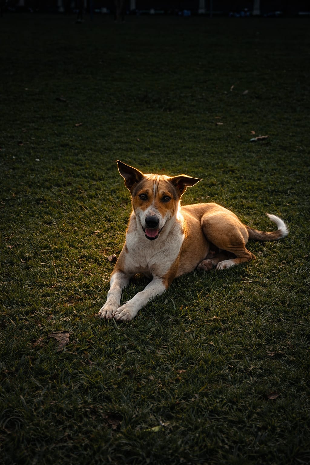 Professional pet photography